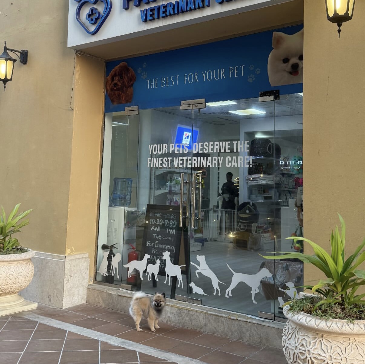 Kio, a Pomeranian, at a UAE veterinary clinic.
