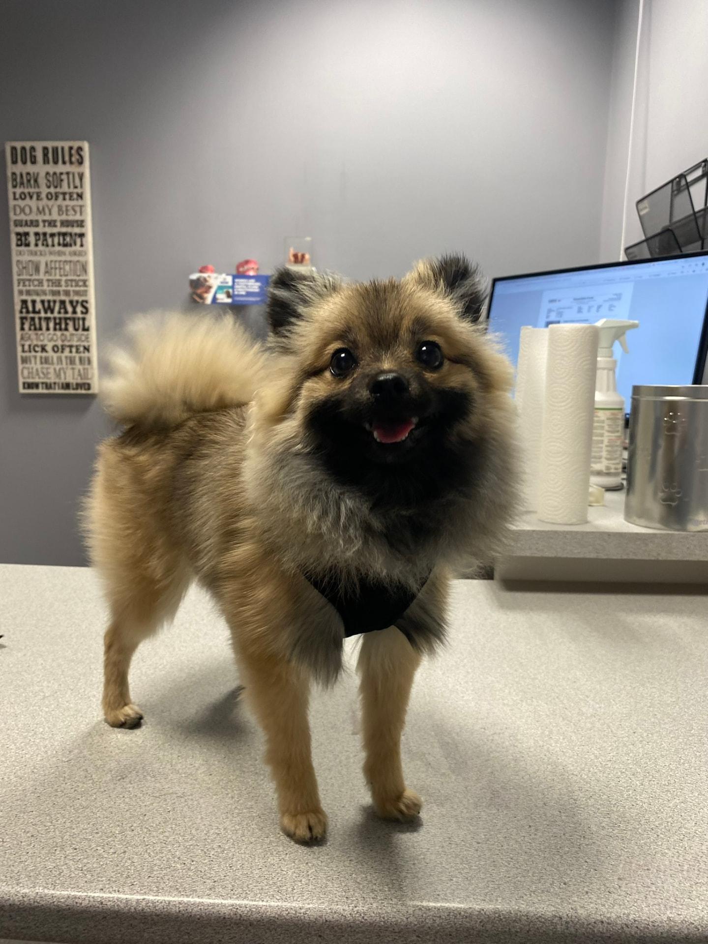 Pomeranian dog standing on a veterinary clinic exam table before returning to the UAE