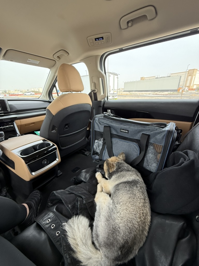 Kio the Pomeranian in the pet chauffeur after landing in the UAE