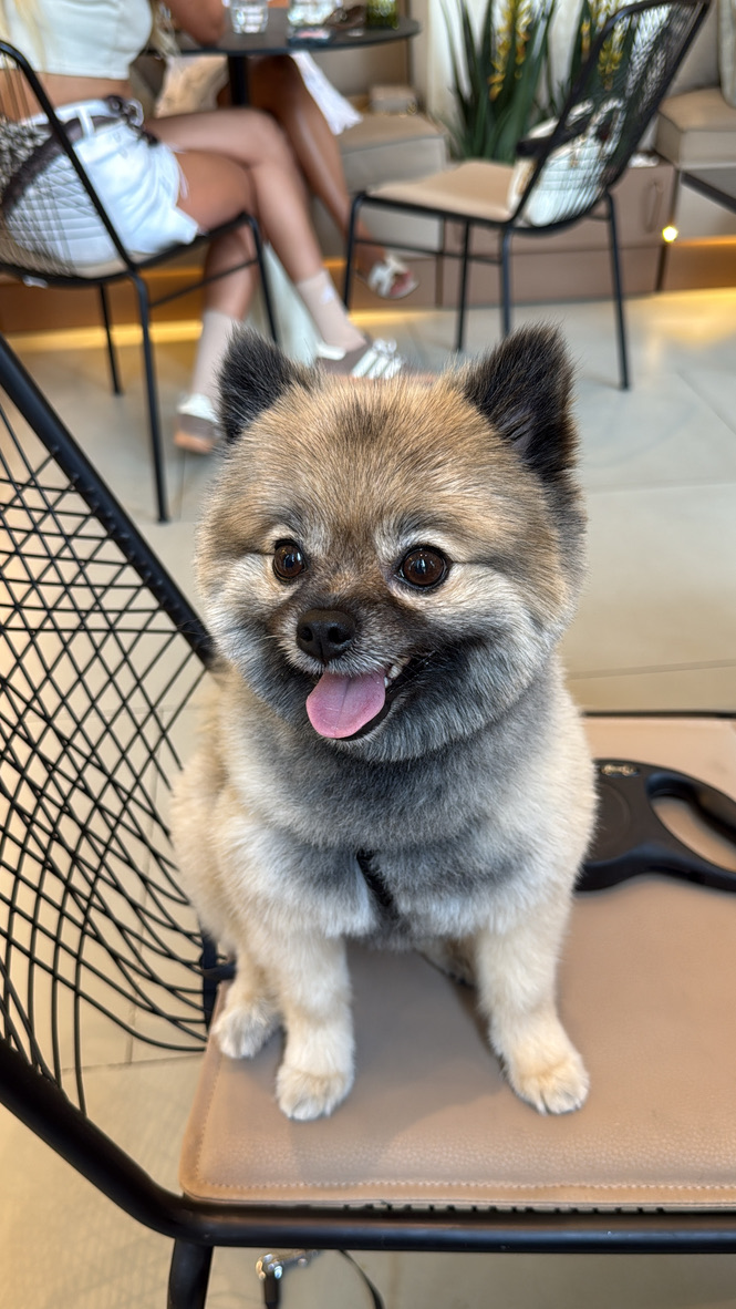 Furs Class Travel — happy Pomeranian at a dog-friendly Dubai cafe after UK to UAE travel