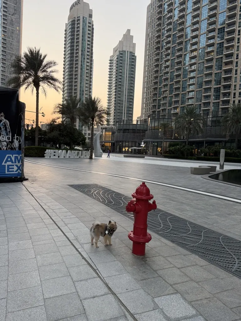 Furs Class Travel — Pomeranian dog in Dubai Marina plaza after a safe UK → UAE travel